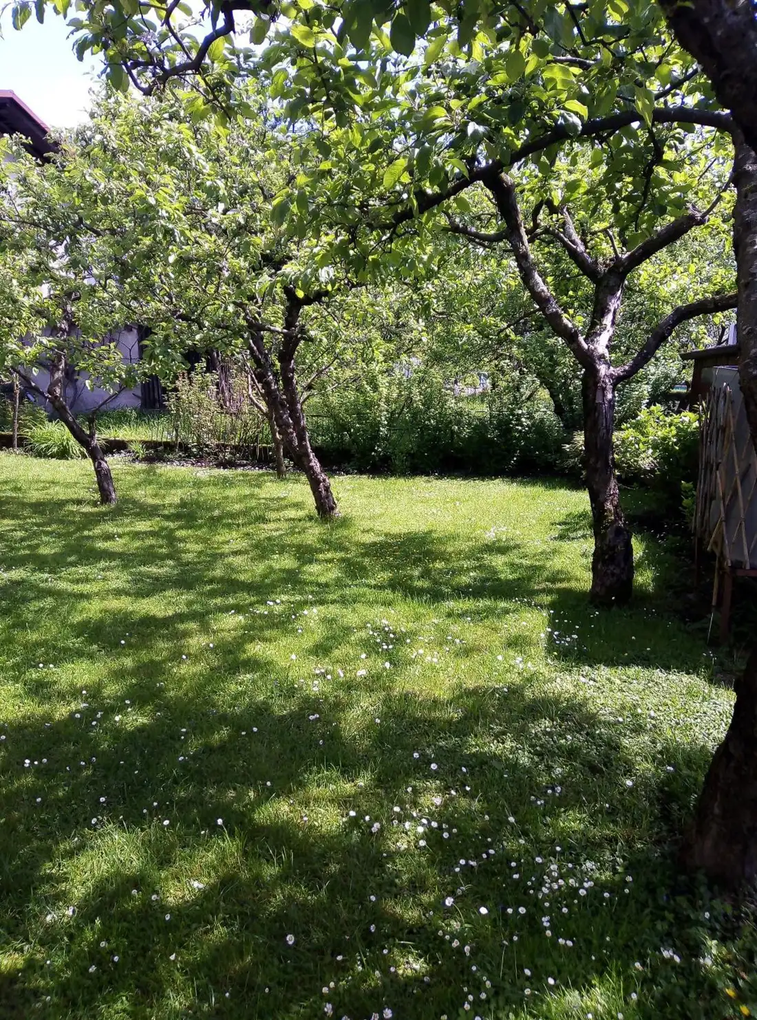 Trata s sadnim drevjem za hišo
